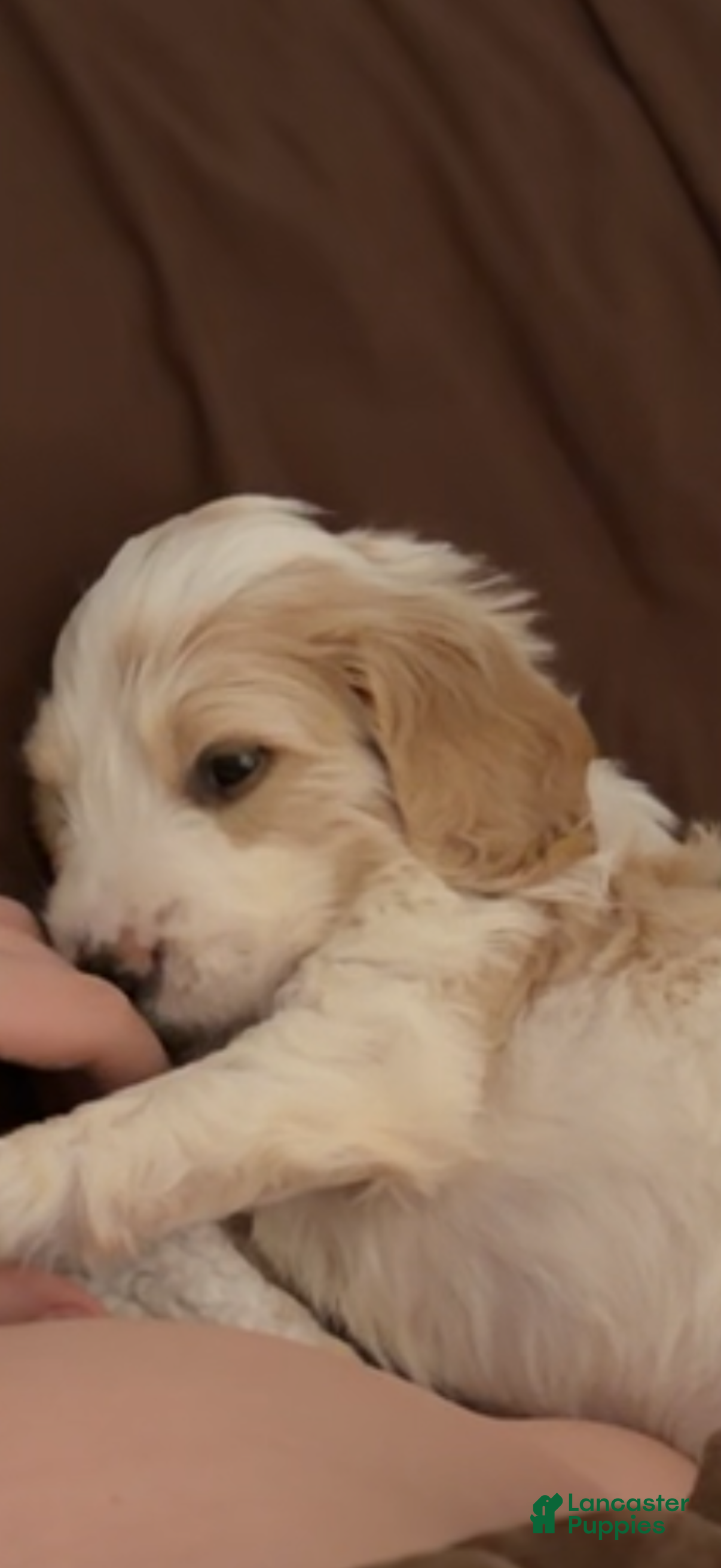 Mixed Breed dogs Cocker Doodle Boy 2 - Ad 20