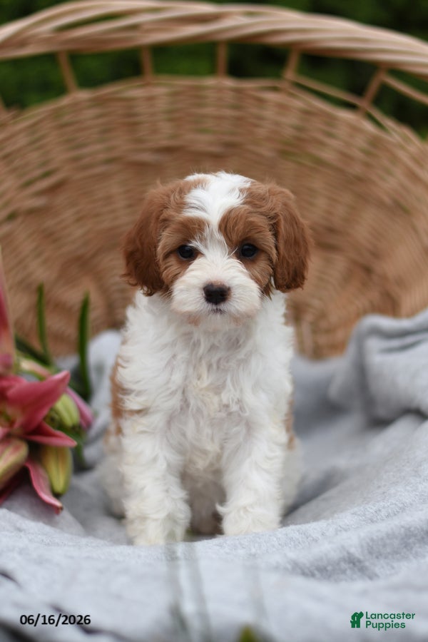 Cavapoo dogs Minnie - Ad 1