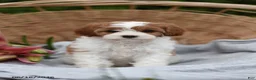 Cavapoo dogs for sale: Minnie - Ad 1