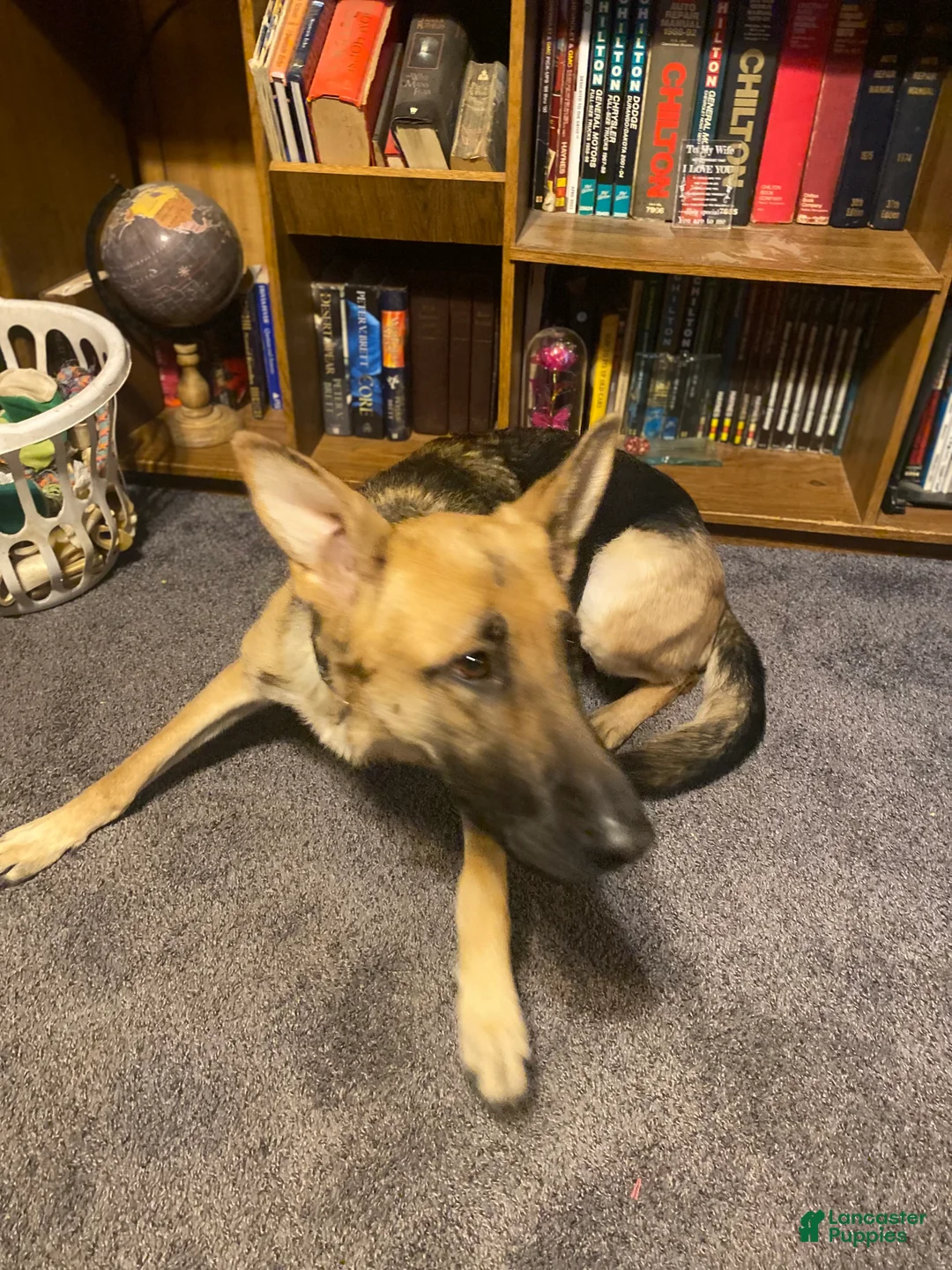 German Shepherd dogs for sale: German Shepherd Puppy 3 - Ad 3