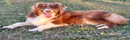 Australian Shepherd dogs for sale: Australian Shepherd 2 - Ad 2