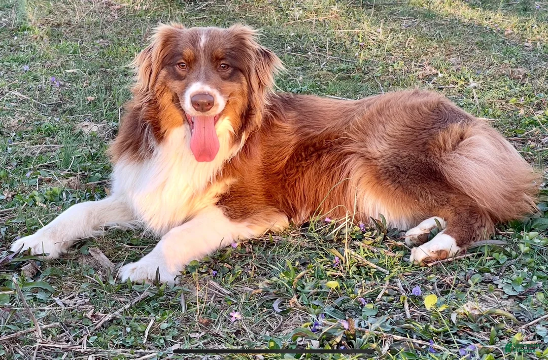 Australian Shepherd dogs for sale: Australian Shepherd 2 - Ad 2