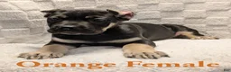 Cane Corso dogs for sale: Orange  - Ad 2