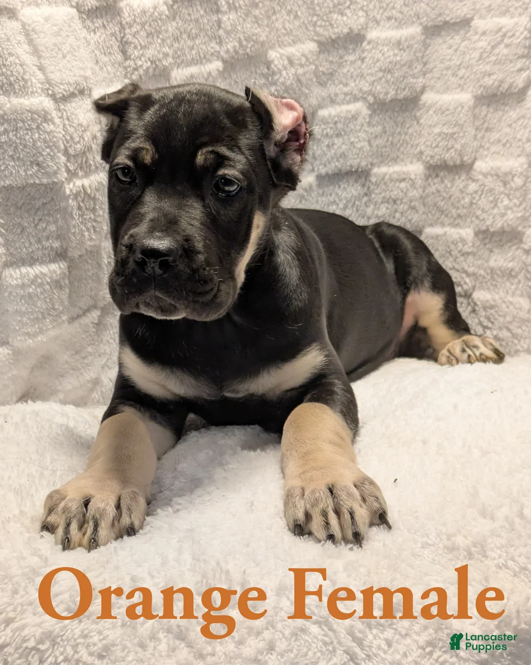 Cane Corso dogs for sale: Orange  - Ad 2