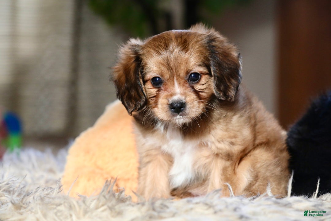 Mixed Breed dogs for sale: Cavalon Sparkle - Ad 8