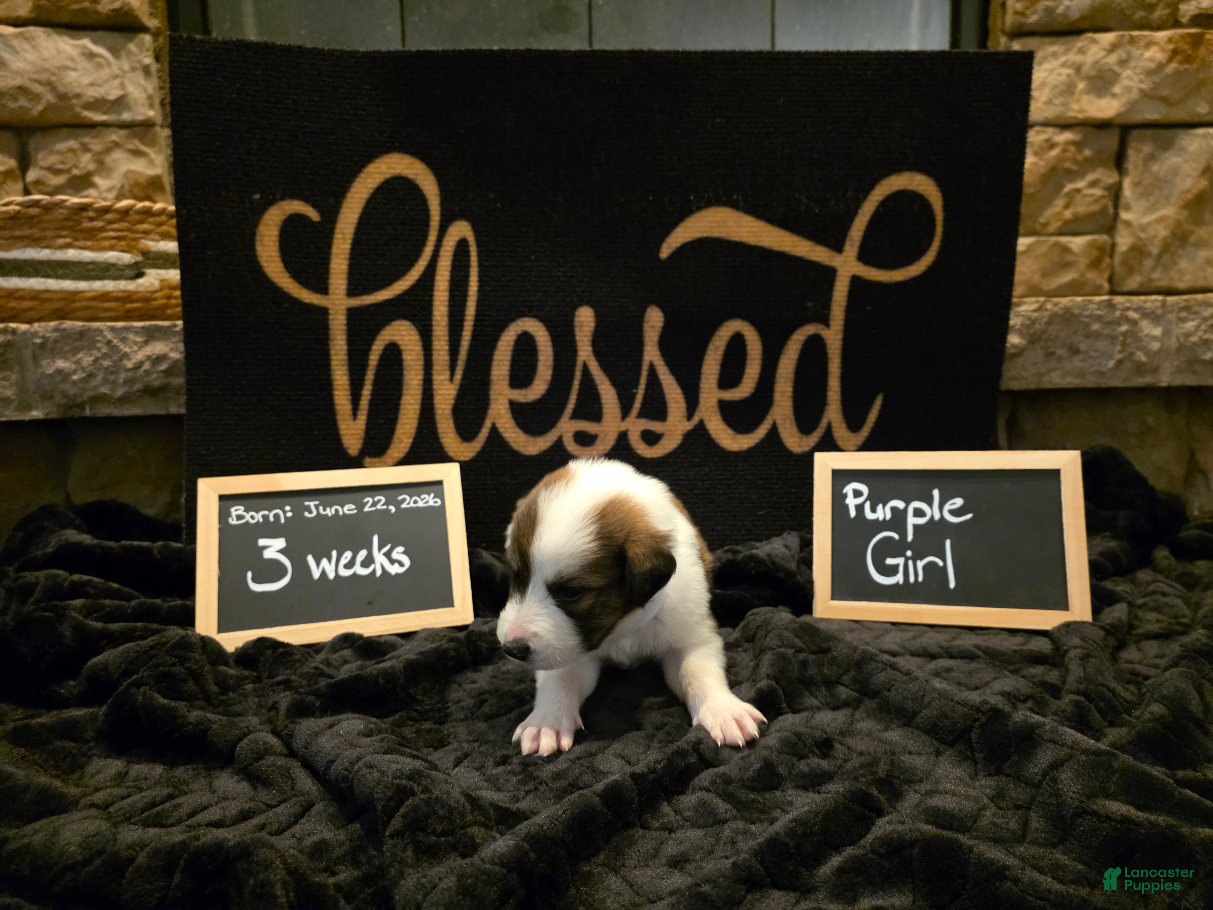 Mixed Breed dogs Purple Girl - Ad 2
