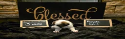 Mixed Breed dogs for sale: Purple Girl - Ad 2