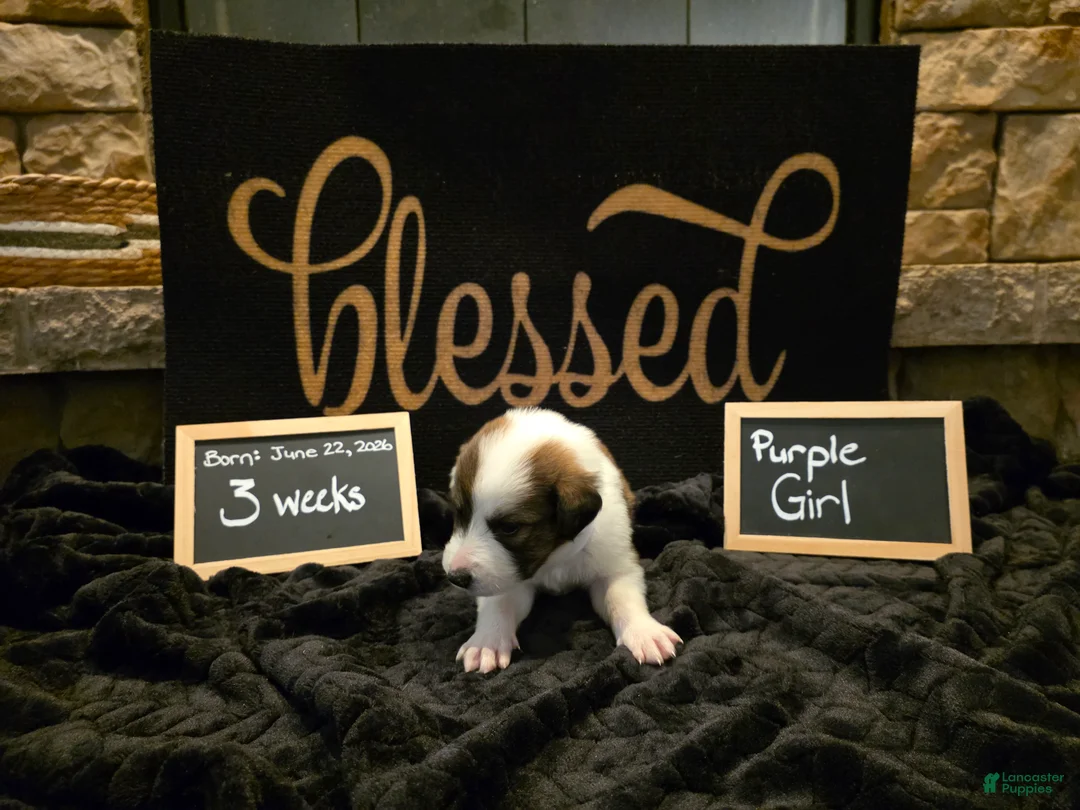 Mixed Breed dogs for sale: Purple Girl - Ad 2