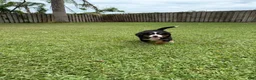 Bernese Mountain Dog dogs for sale: Bernese Mountain Dog 6 - Ad 4