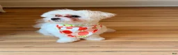 Maltese dogs for sale: Milo - Ad 2
