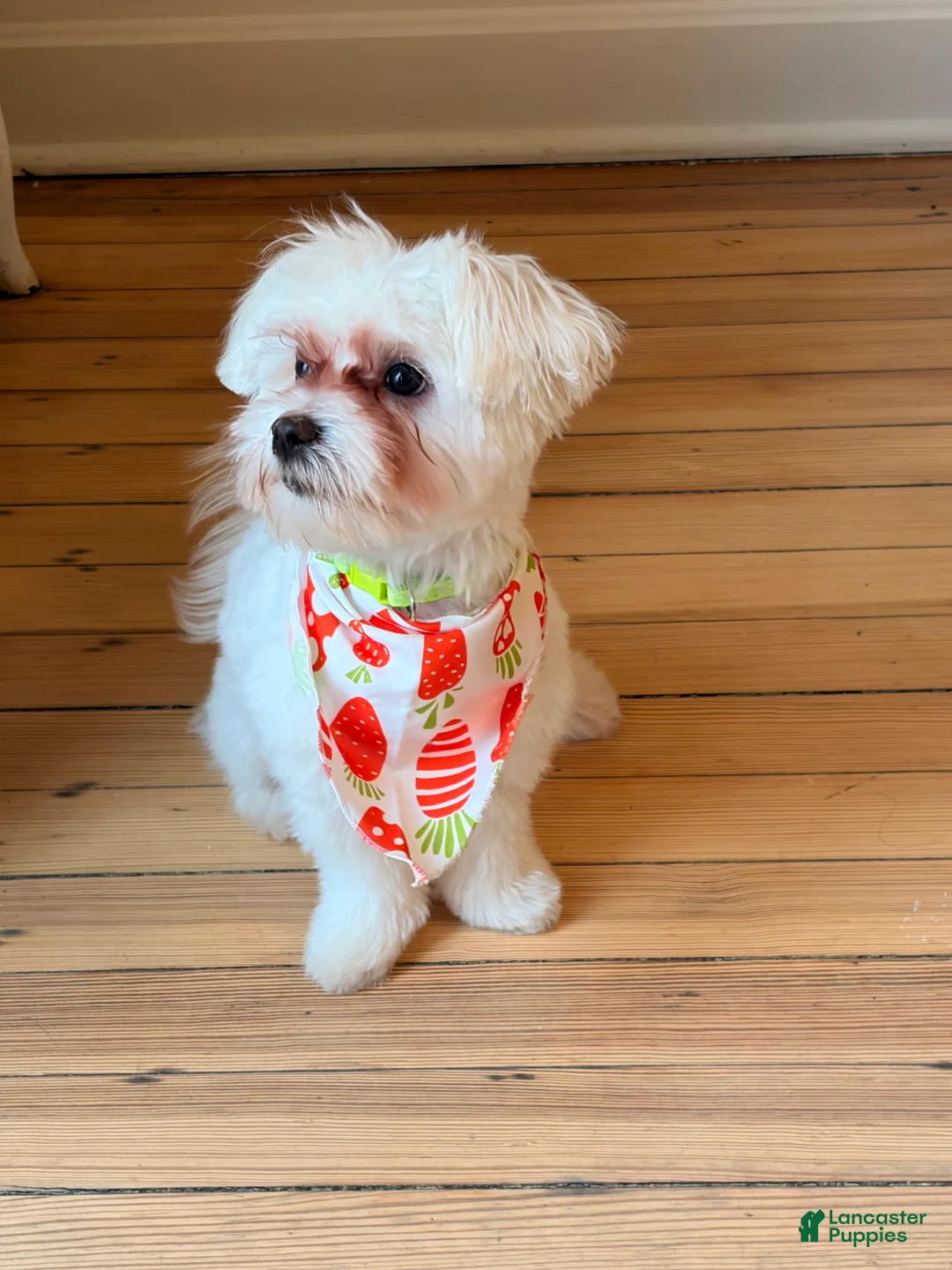 Maltese dogs for sale: Milo - Ad 2
