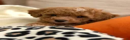 Toy Poodle dogs for sale: Hazel - Ad 6