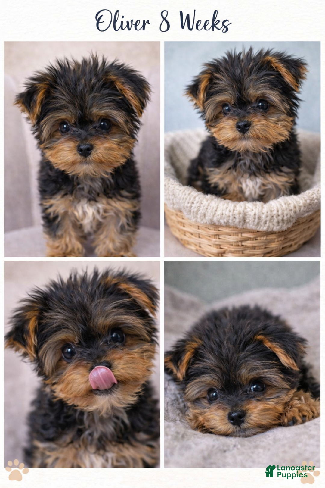 Yorkshire Terrier dogs for sale: 🐾 Puppy #1 – Oliver (Male) - Ad 1