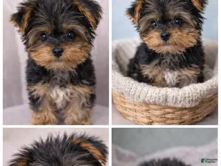 Yorkshire Terrier dogs 🐾 Puppy #1 – Oliver (Male) - Ad 28