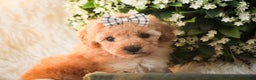 Miniature Poodle dogs for sale: Hailey - Ad 10