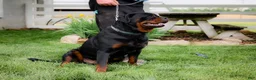 Rottweiler dogs for sale: Usher - Ad 7
