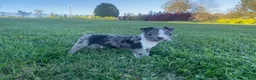 Boston Terrier dogs for sale: Buddy - Ad 5