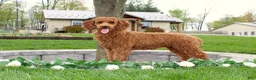 Miniature Poodle dogs for sale: Delaney - Ad 6