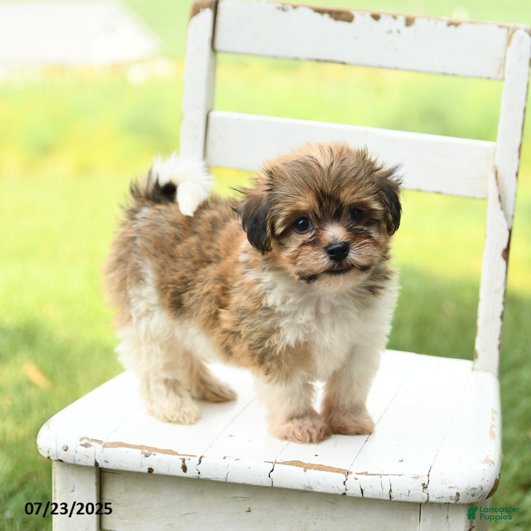 Havanese dogs for sale: Barkley - Ad 5