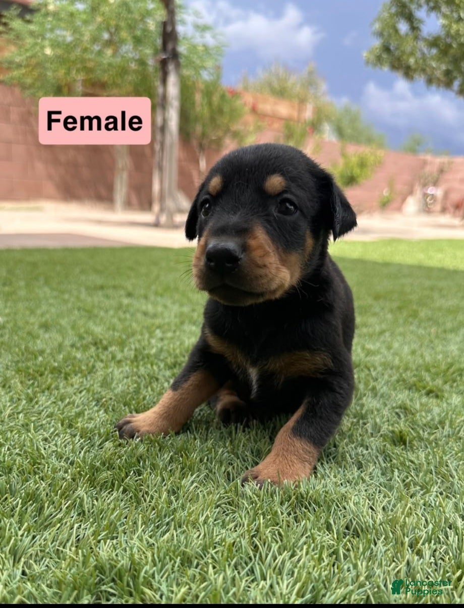 Doberman Pinscher dogs Jessica M1 - Ad 33