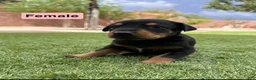Doberman Pinscher dogs for sale: Jessica M1 - Ad 1
