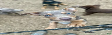 Australian Kelpie 1/4 Mcnab Border Collie