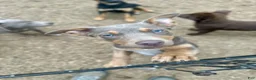 Australian Kelpie dogs for sale: Australian Kelpie 1/4 Mcnab Border Collie - Ad 1