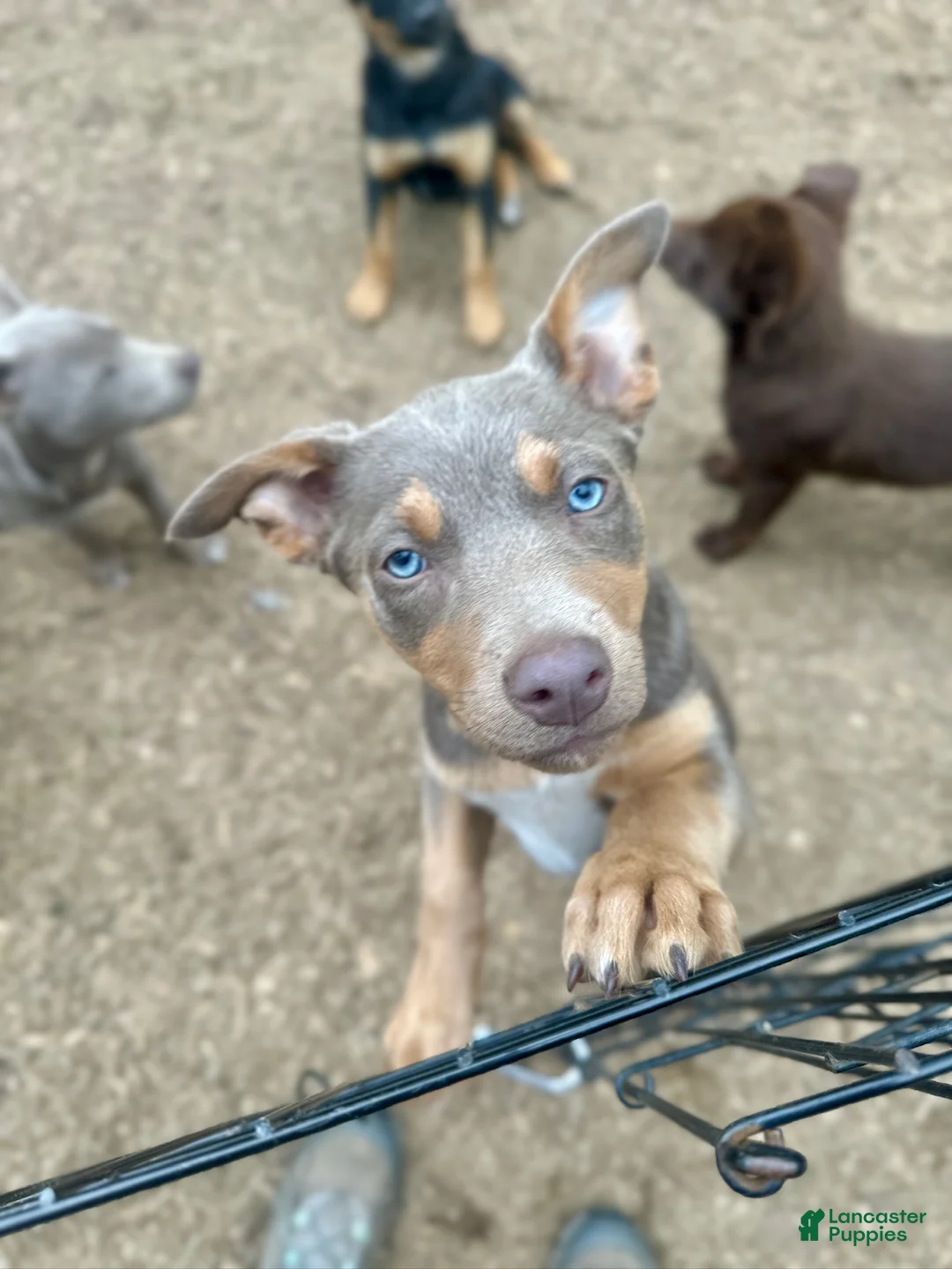 Australian Kelpie dogs for sale: Australian Kelpie 1/4 Mcnab Border Collie - Ad 1