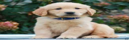 Golden Retriever dogs for sale: Milo  - Ad 3