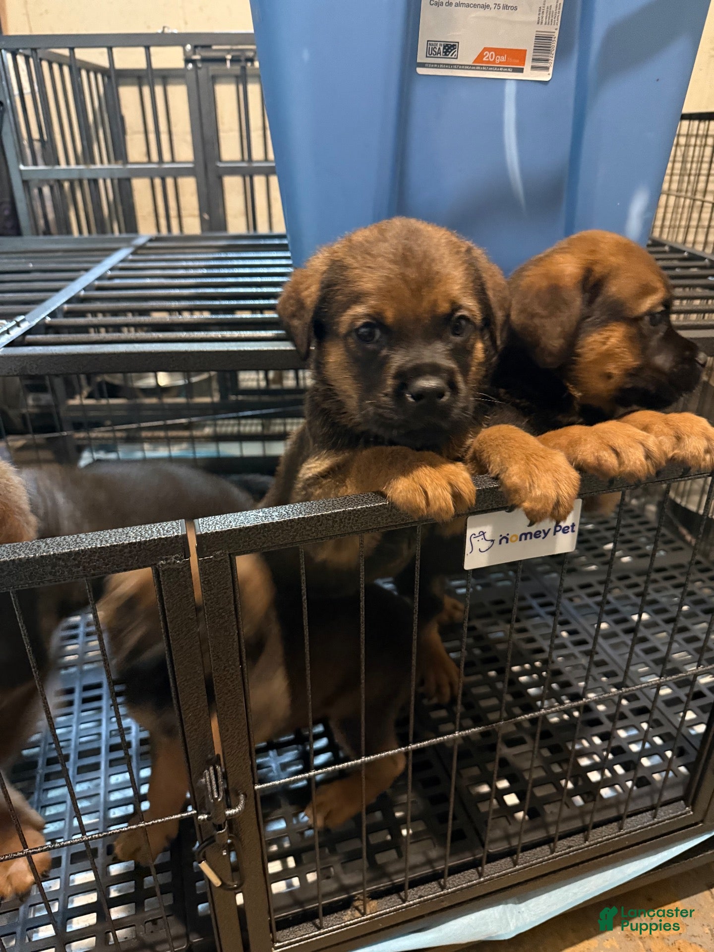 Mixed Breed dogs Mixed Breed 2 - Ad 1