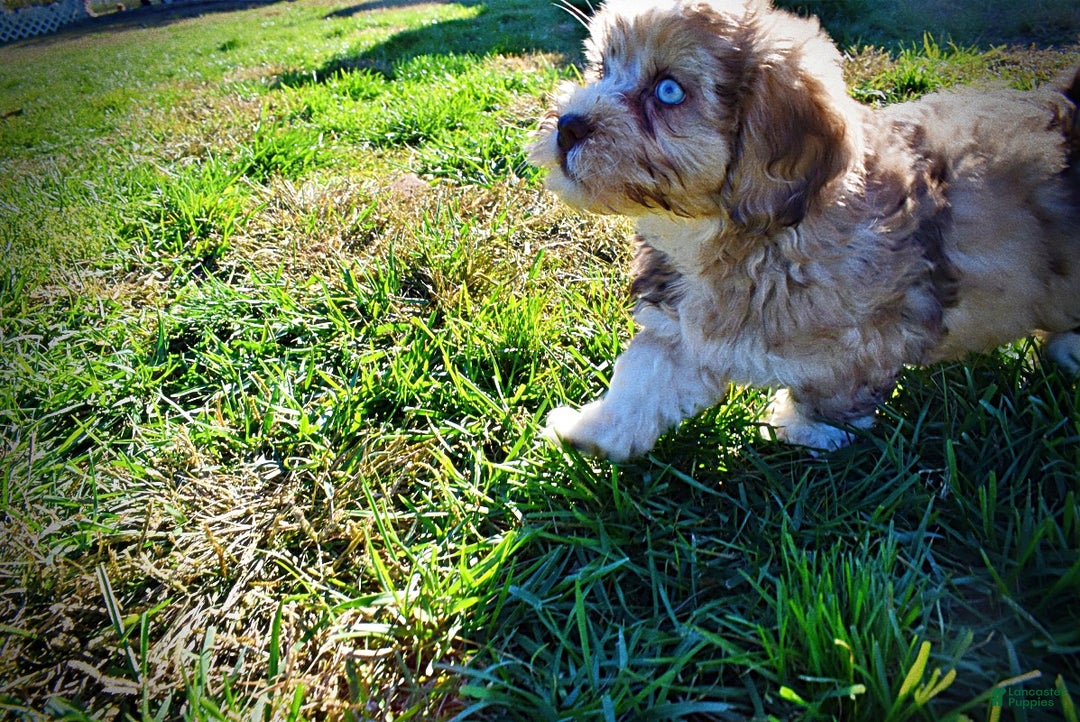 Havapoo dogs for sale: Jasper - Ad 13