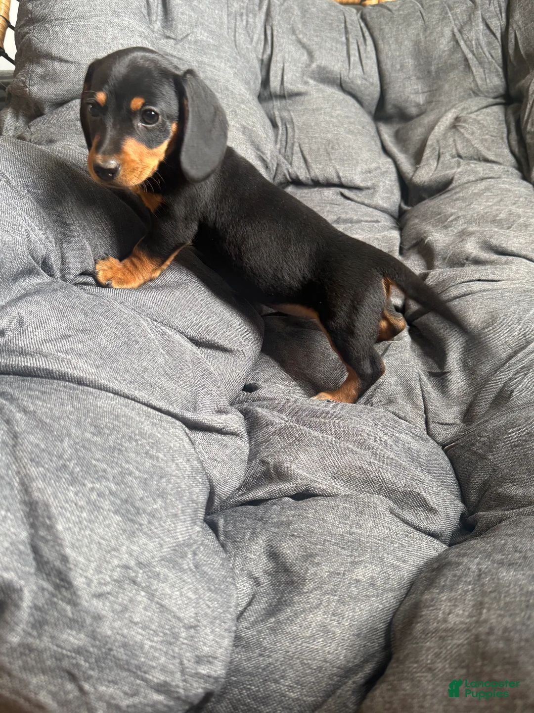 Dachshund dogs for sale: Dachshund Puppy 1 - Ad 2