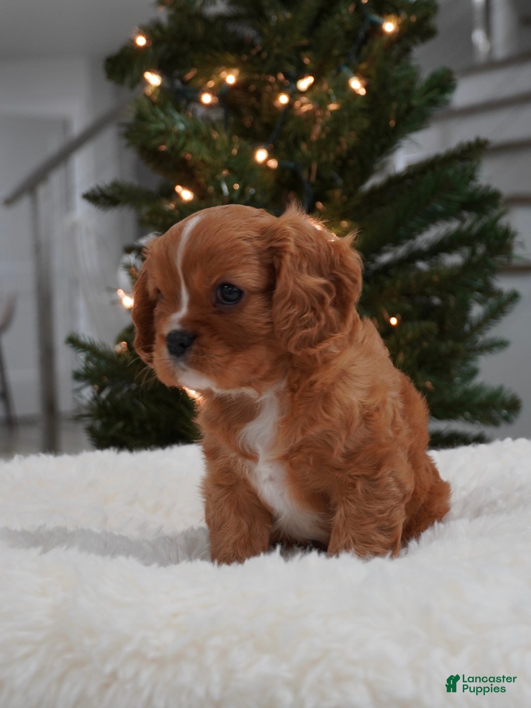 Cavalier King Charles Spaniel dogs for sale: Ollie - Ad 6