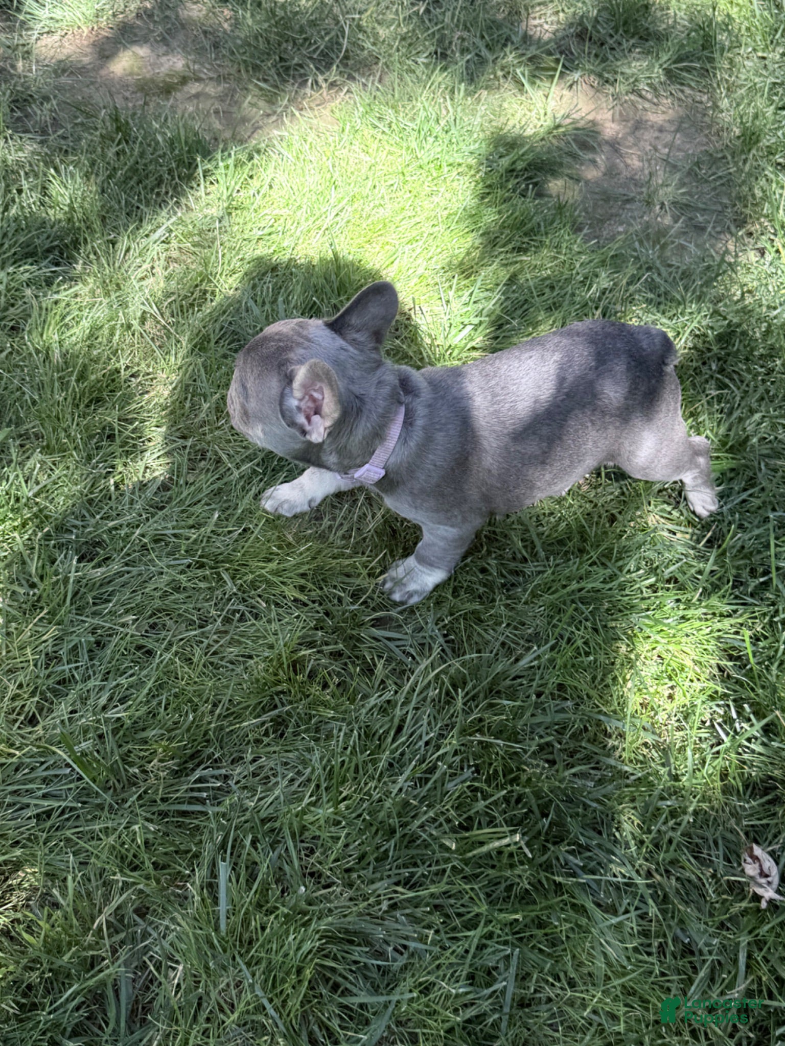 French Bulldog dogs French Bulldog 1 - Ad 2