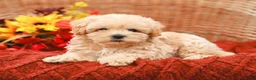 Maltipoo dogs for sale: Jack - Ad 5