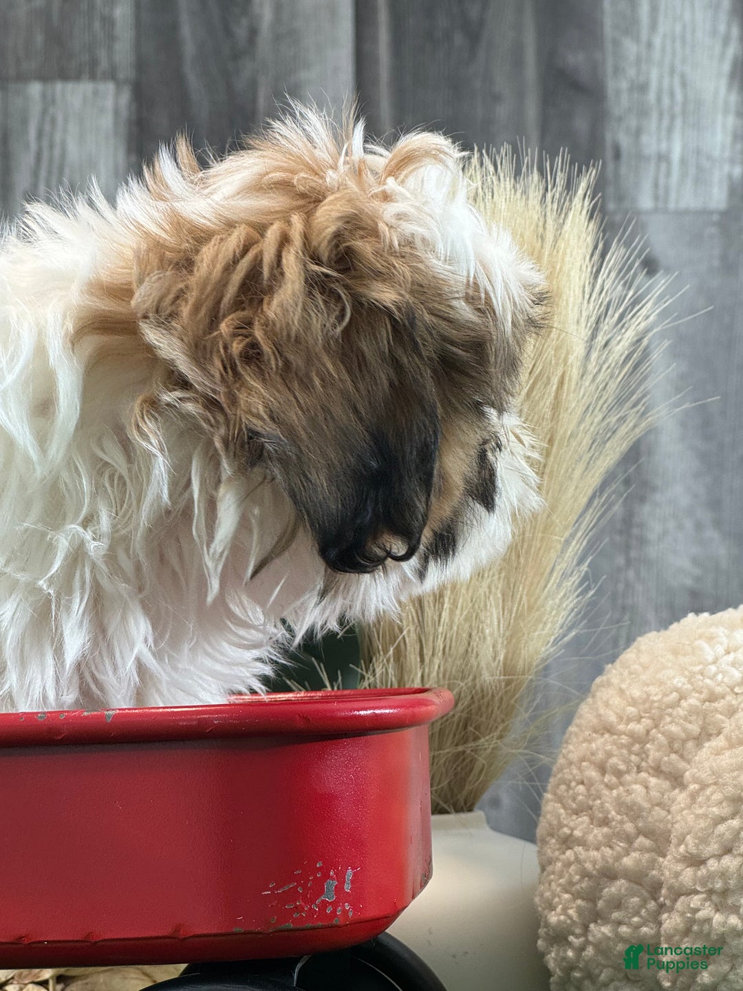 Shih Tzu dogs for sale: Stormy - Ad 4