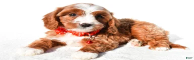 Skipper