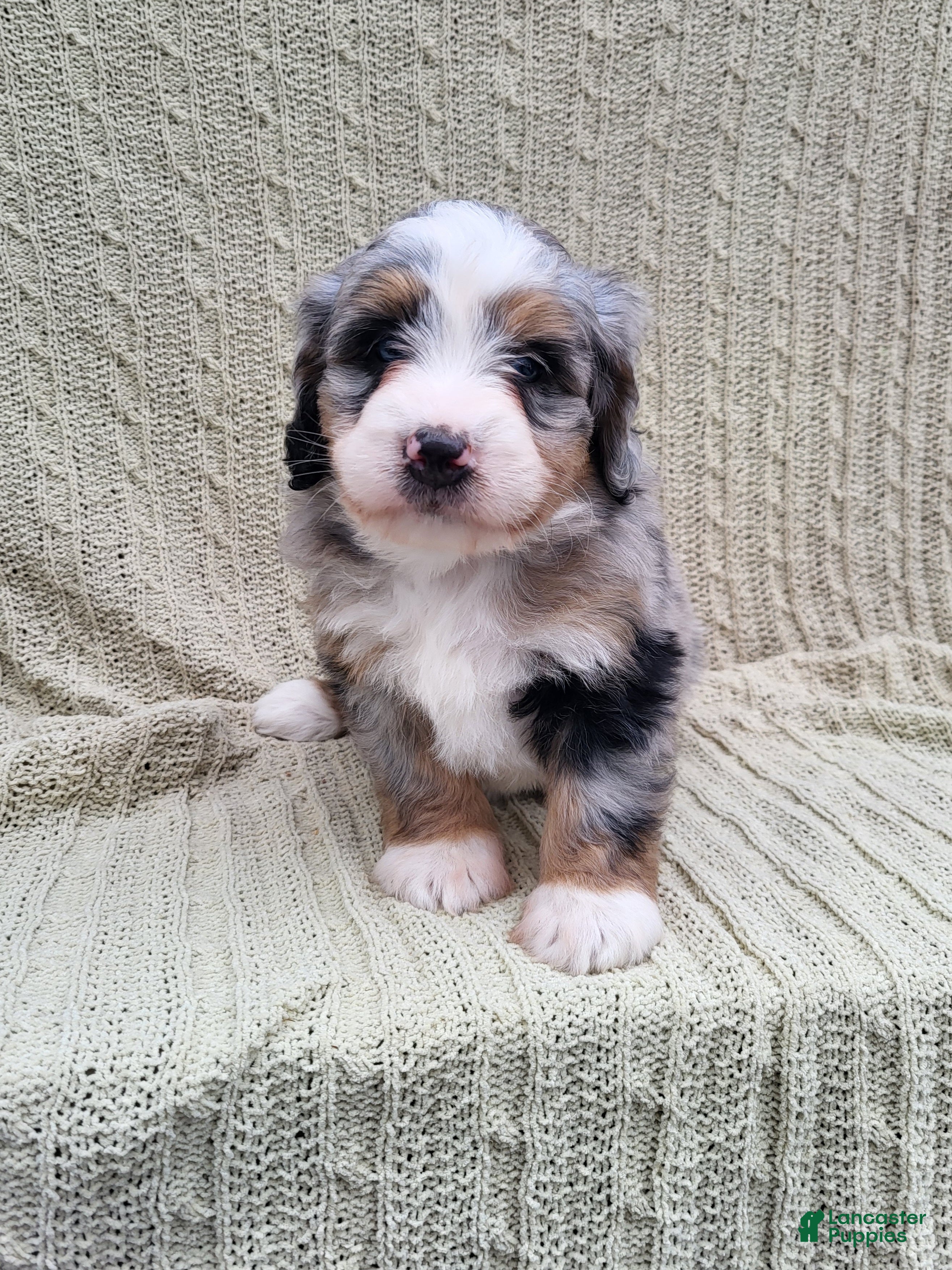 Mini Bernedoodle dogs Sadie - Ad 24