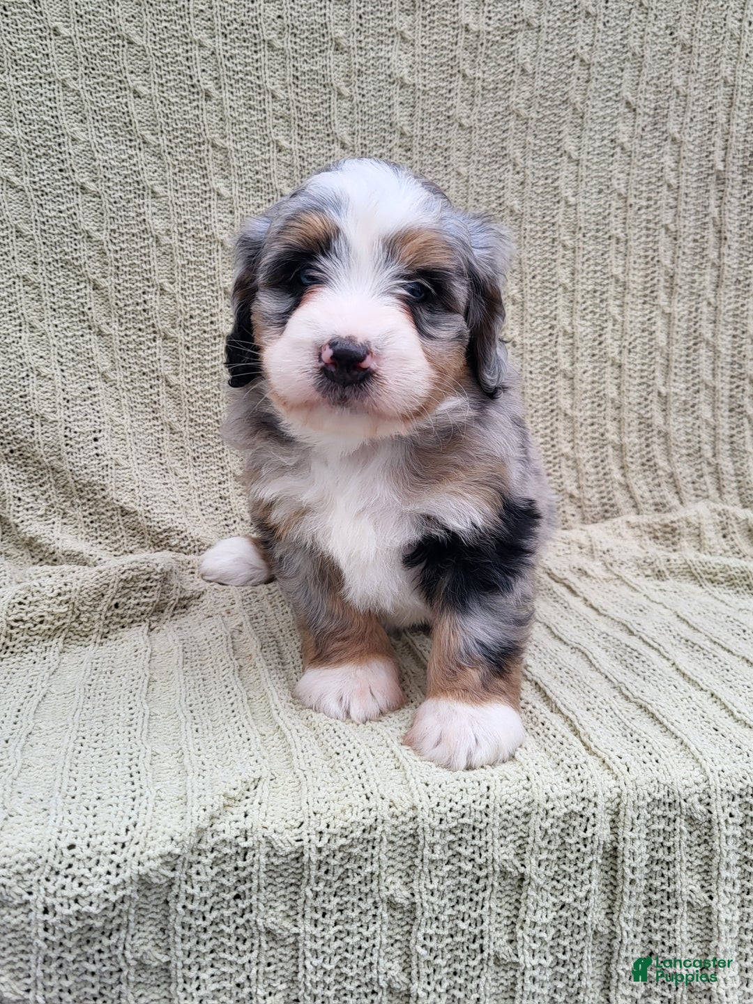 Mini Bernedoodle dogs for sale: Sadie - Ad 1