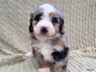 Mini Bernedoodle dogs Sadie - Ad 29