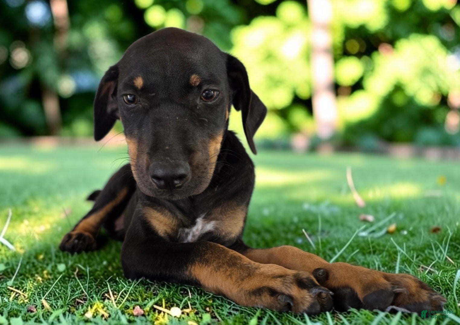 Catahoula Leopard Dog dogs Gypsie 2026 Female 2 - Ad 5
