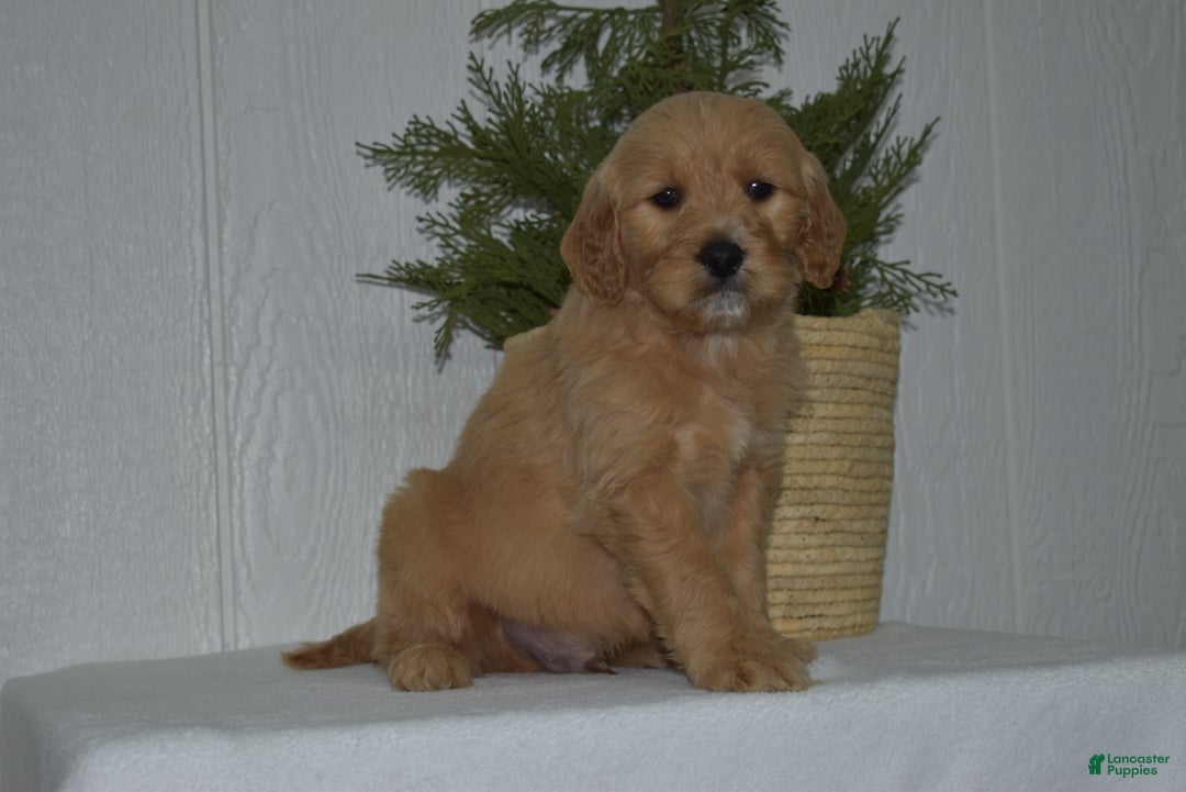 Goldendoodle dogs for sale: Baxter - Ad 4