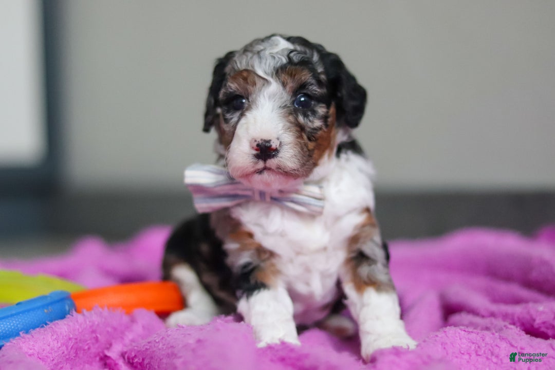 Mini Bernedoodle dogs for sale: Jasper - Ad 1