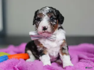 Mini Bernedoodle dogs Jasper - Ad 37