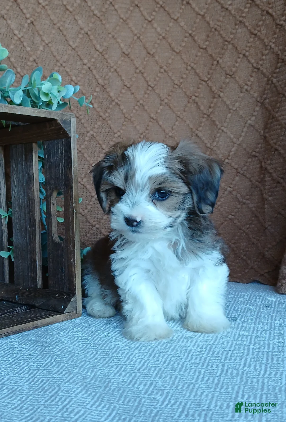 Havanese dogs for sale: Patrick  - Ad 5