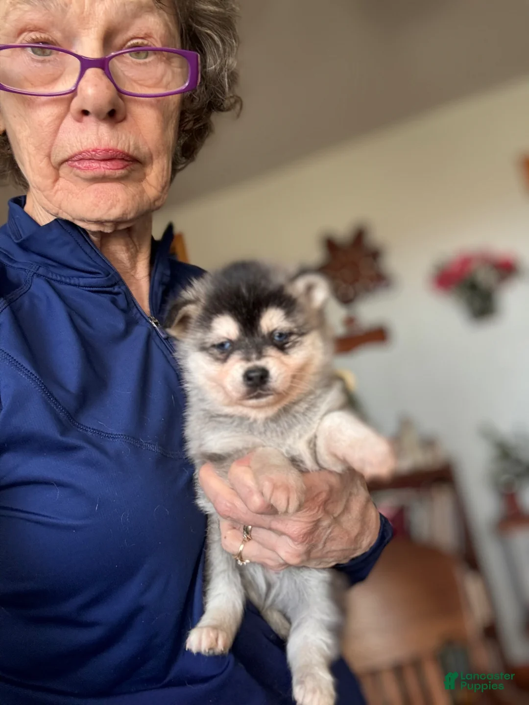 Alaskan Klee Kai dogs for sale: Addy - Ad 8