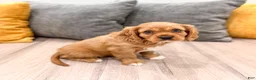 Cavalier King Charles Spaniel dogs for sale: Baxter - Ad 3