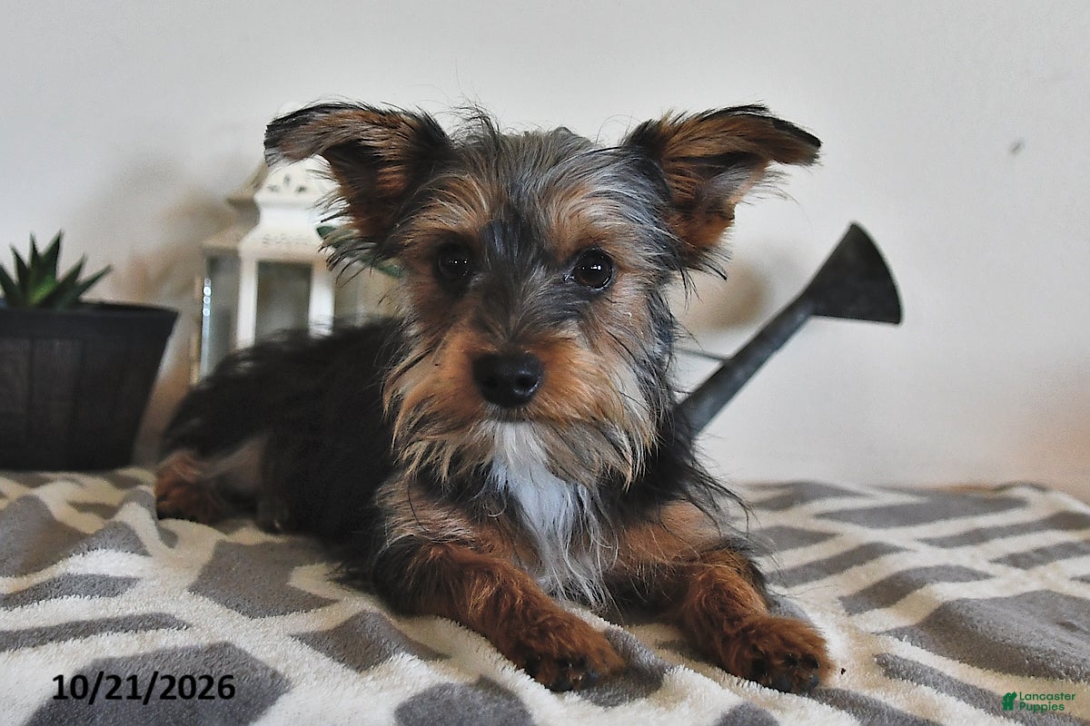 Mixed Breed dogs Raymond - Ad 1