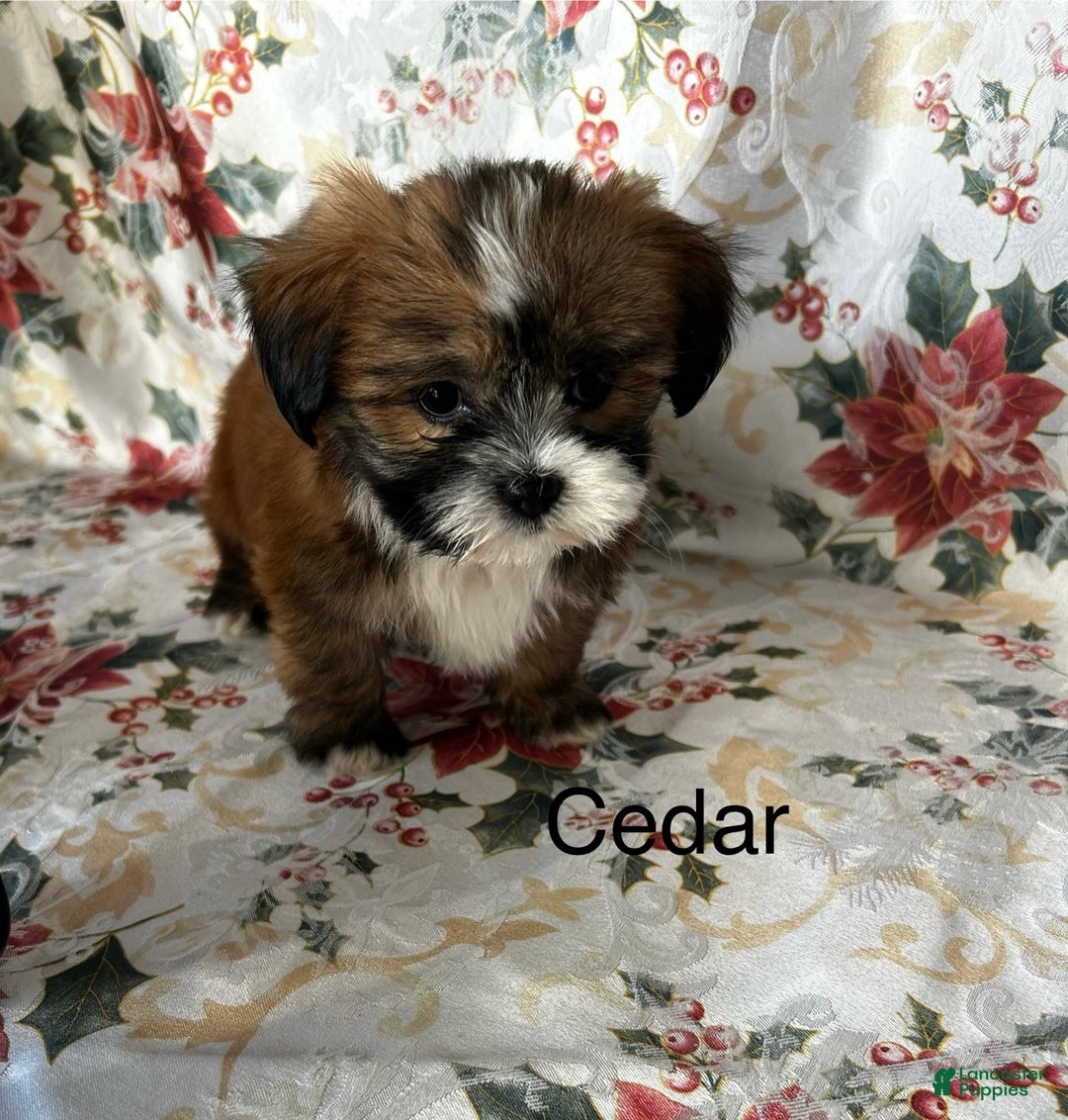 Lhasa Apso dogs for sale: Lhasa Apso Puppy 1 - Ad 1
