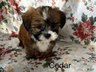 Lhasa Apso dogs Lhasa Apso Puppy 1 - Ad 24